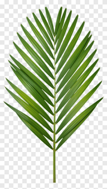 Green Palm Leaf PNG