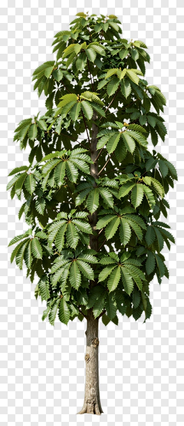 Green Tree With Lush Leaves PNG