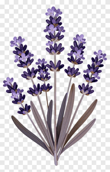 Lavender Flower Bouquet PNG