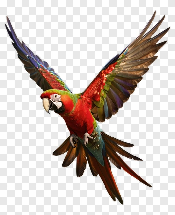 Colorful Macaw Flying In The Air PNG