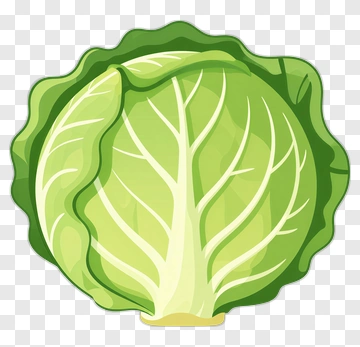 Green Cabbage PNG
