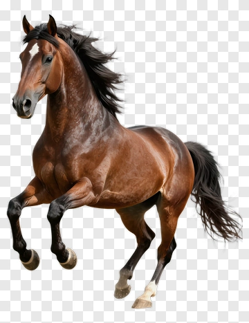 Brown Horse Running PNG