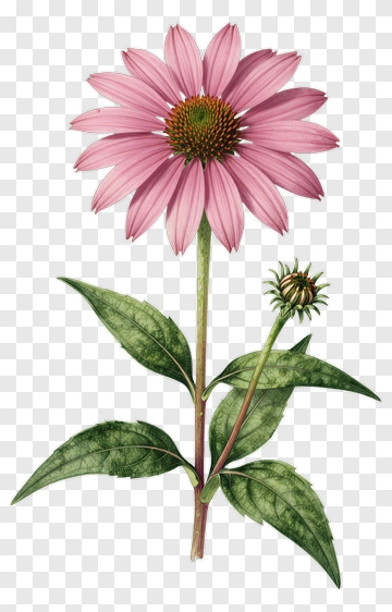Pink Flower With Green Leaves PNG