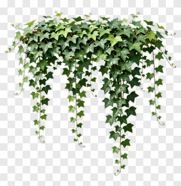 Ivy Plant Hanging Decor PNG
