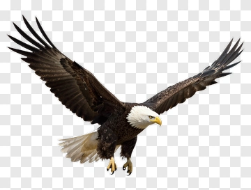 Bald Eagle In Flight PNG