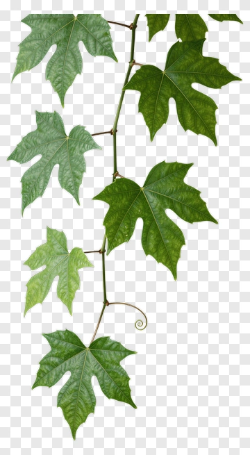 Green Maple Leaves PNG