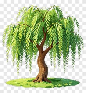 Colorful Weeping Willow Tree PNG