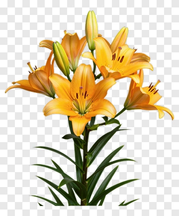 Colorful Lily Flower Bouquet PNG
