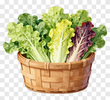 Colorful Lettuce Basket PNG