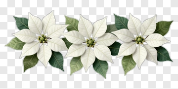 White Poinsettia Flower Arrangement PNG