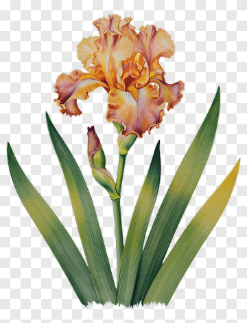 Colorful Iris Flower With Green Leaves PNG