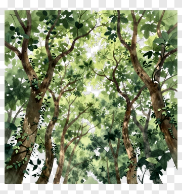 Lush Forest Canopy PNG