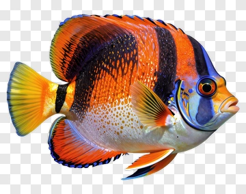 Colorful Fish With Vibrant Orange And Blue Patterns PNG