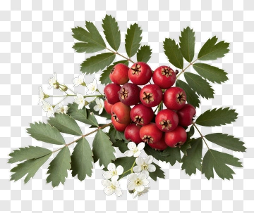 Hawthorn Berries With Leaves And Flowers PNG