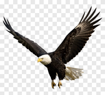Bald Eagle In Flight PNG