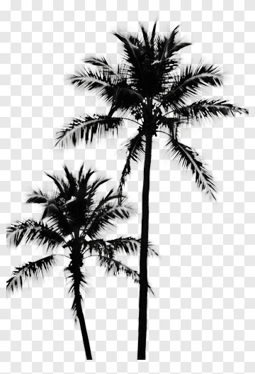 Silhouette Of Two Palm Trees PNG