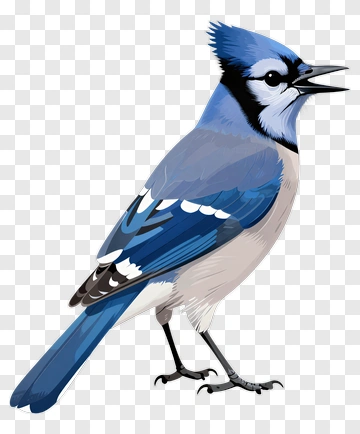 Blue Jay Bird PNG