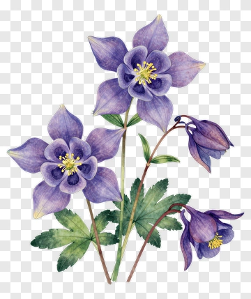 Purple Columbine Flower PNG