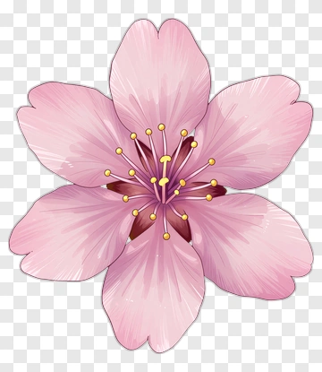 Pink Cherry Blossom Flower PNG