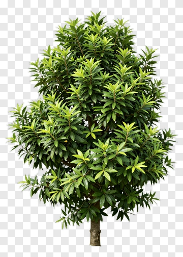 Green Tree PNG