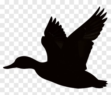 Silhouette Of A Flying Duck PNG