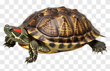 Turtle PNG