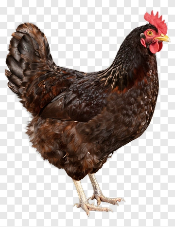 Brown Chicken PNG