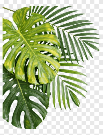 Monstera And Palm Leaves Arrangement PNG