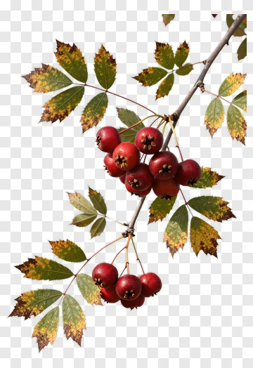Red Berries With Green Leaves PNG