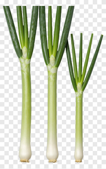 Fresh Green Onions PNG