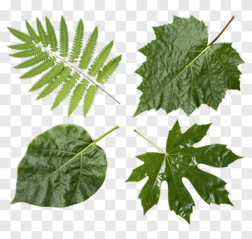 Collection Of Green Leaves PNG