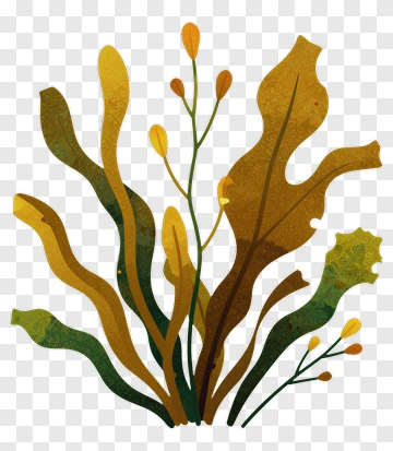 Colorful Seaweed Illustration PNG