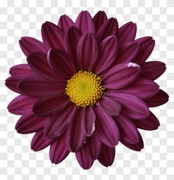 Purple Flower With Yellow Center PNG