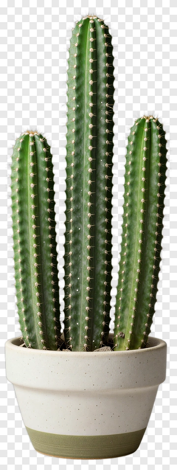 Cactus In A Pot PNG