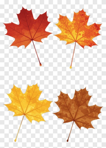Colorful Maple Leaves PNG