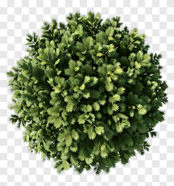 Green Pine Tree PNG