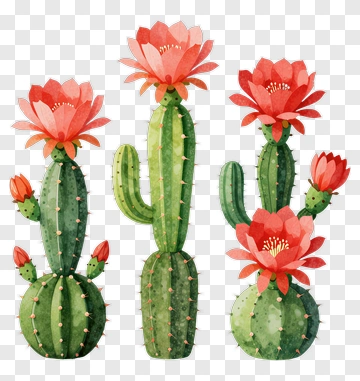 Colorful Cactus Plants With Flowers PNG
