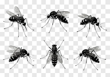Black And White Mosquito Illustration PNG