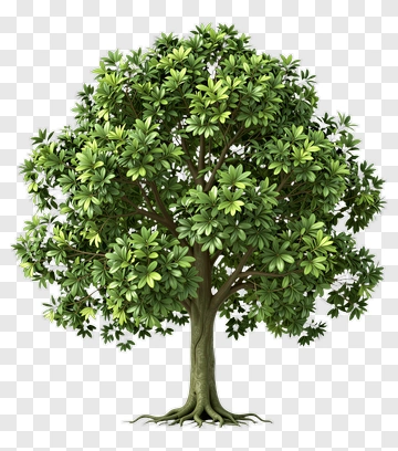 Green Tree With Lush Foliage PNG