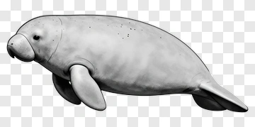 Manatee Swimming PNG