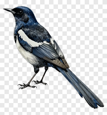 Illustration Of A Blue Bird PNG