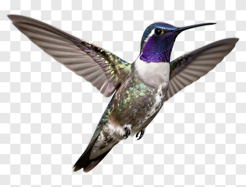 Hummingbird In Flight PNG