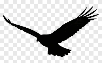 Silhouette Of A Hawk In Flight PNG