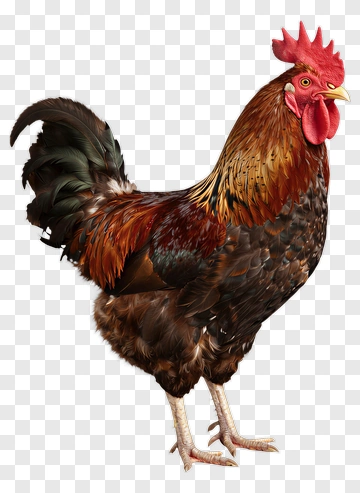 Realistic Rooster PNG