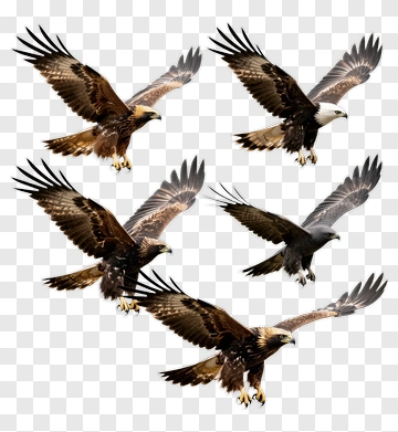 Eagles In Flight PNG
