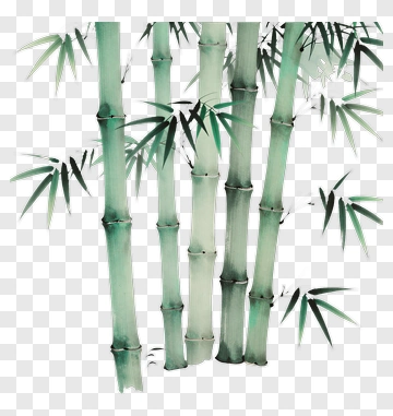 Bamboo Forest PNG