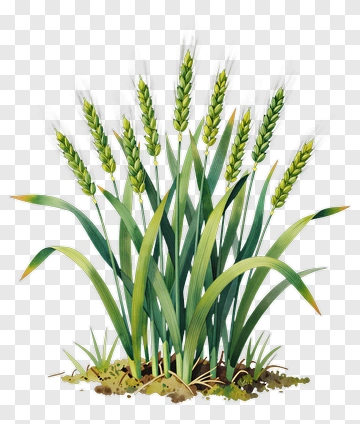 Wheat Plant With Green Stalks And Grains PNG