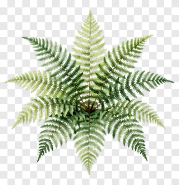 Green Fern Plant PNG