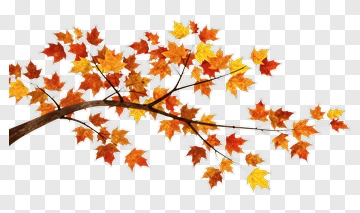 Autumn Maple Branch With Colorful Leaves PNG