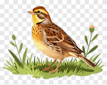 Illustration Of A Sparrow In Grass PNG